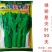 耐热绿明星50天尖叶油青甜菜心种子宁夏菜心种子