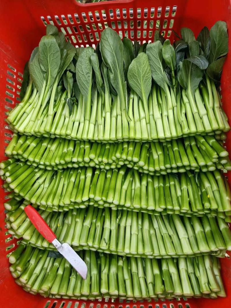 耐热绿明星50天尖叶油青甜菜心种子宁夏菜心种子
