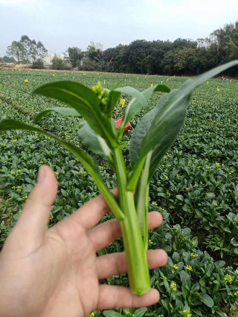 厂家直销耐热绿明星60天种植基地专用种尖叶甜广东菜心种子