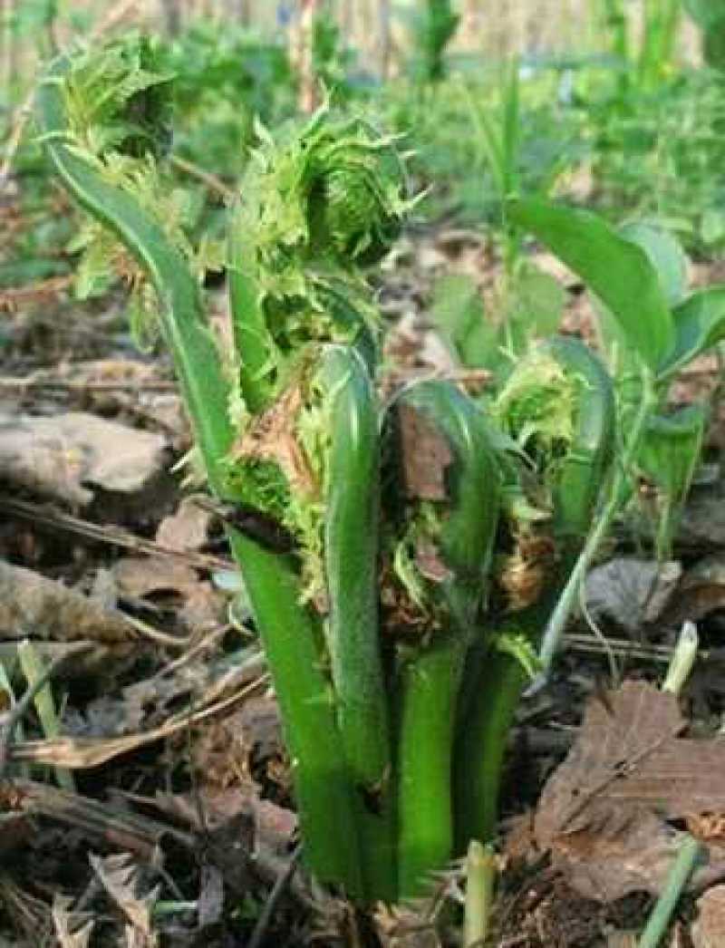 东北山野菜