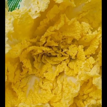 娃娃菜自产自销现货一手货源有需要的老板欢迎联系