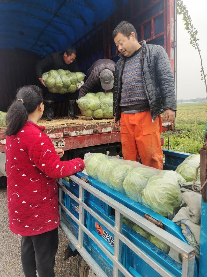 苏北地区万亩大棚陆地圆包菜