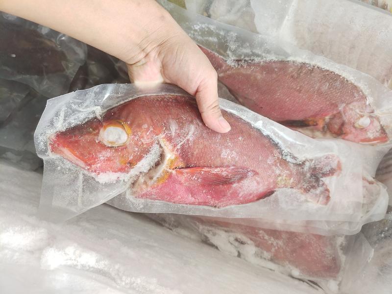 西沙红鱼-速冻红鱼批发-活杀极冻红鱼供应厂家