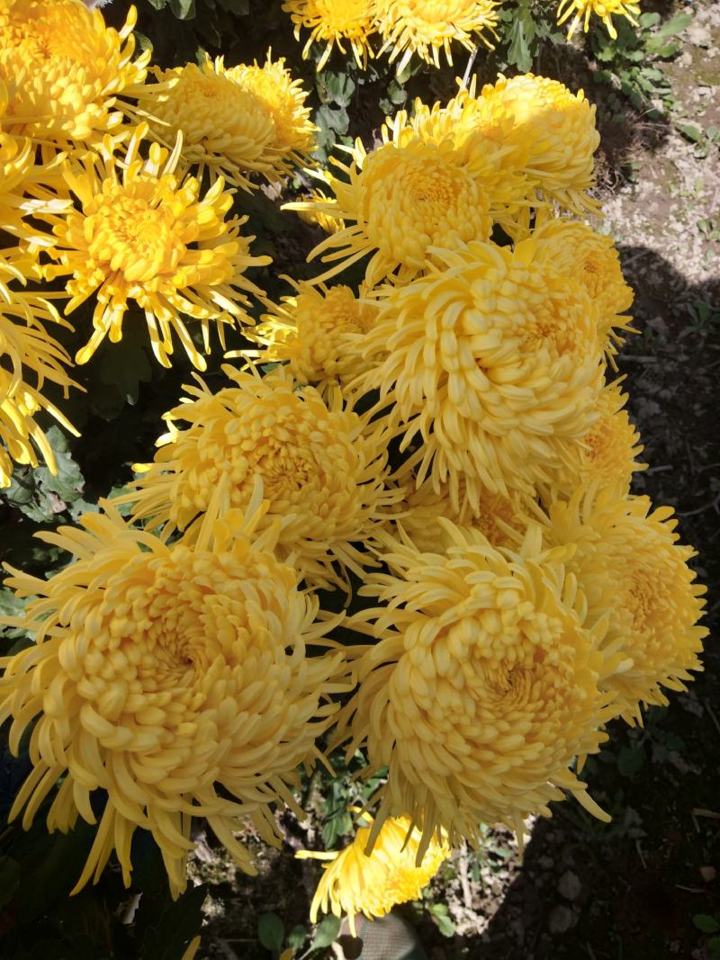 金丝皇菊苗