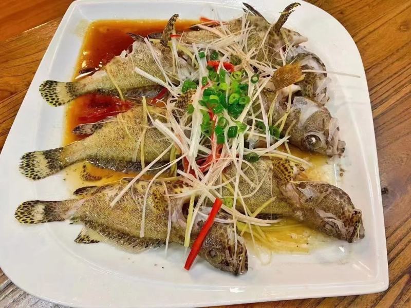 西沙蜂巢斑鱼-活杀极冻蜂巢斑鱼供应厂家