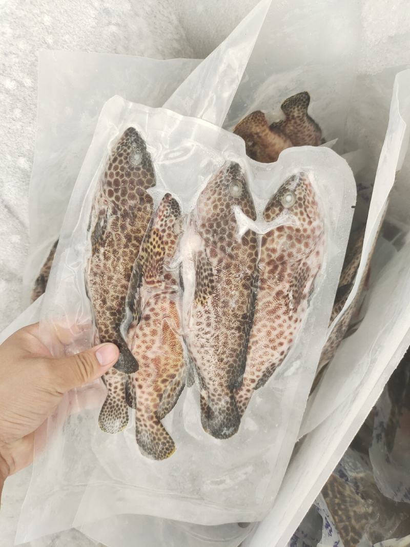 西沙蜂巢斑鱼-活杀极冻蜂巢斑鱼供应厂家