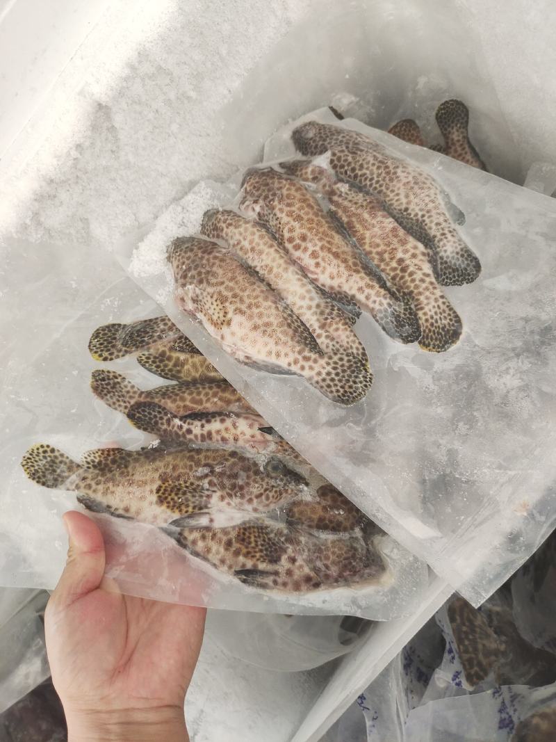 西沙蜂巢斑鱼-活杀极冻蜂巢斑鱼供应厂家