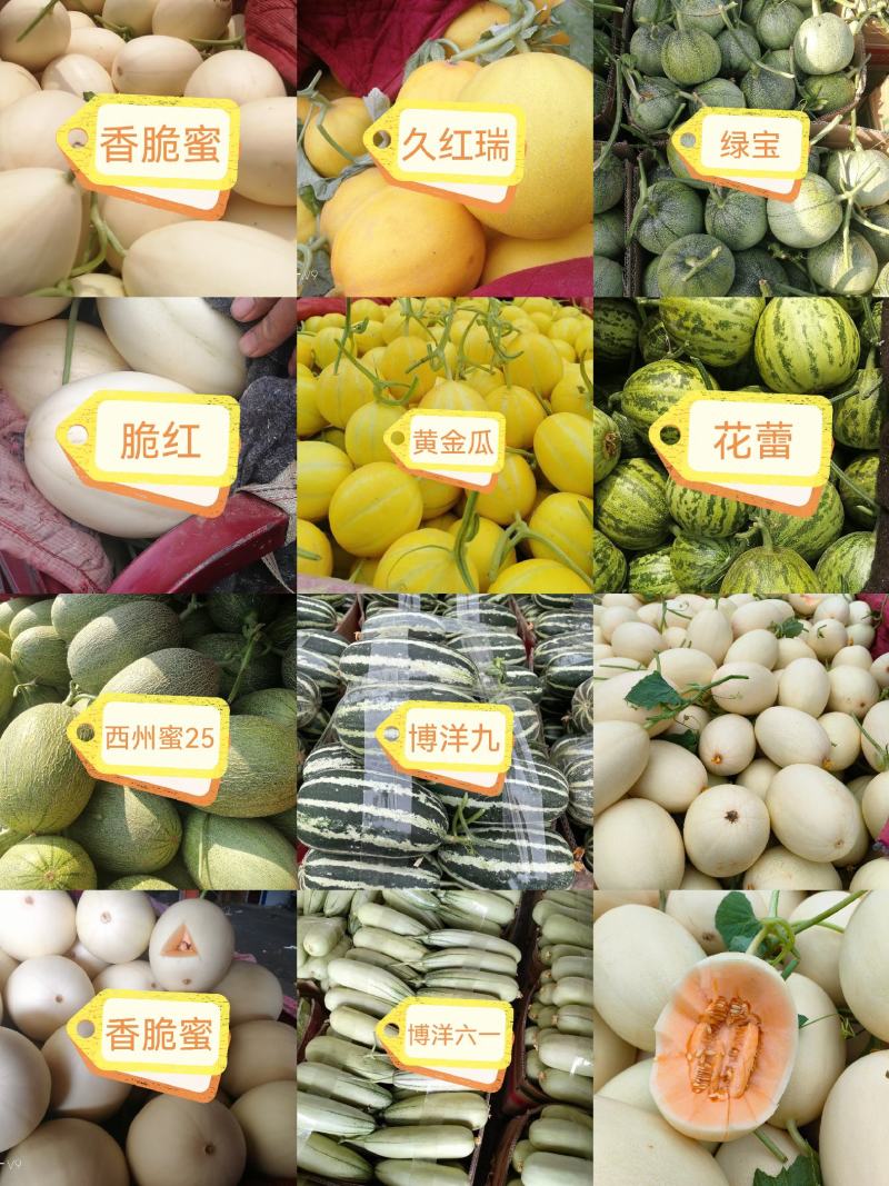 内黄香瓜