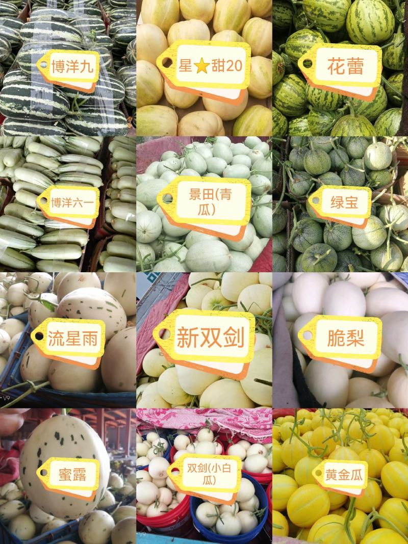 内黄香瓜
