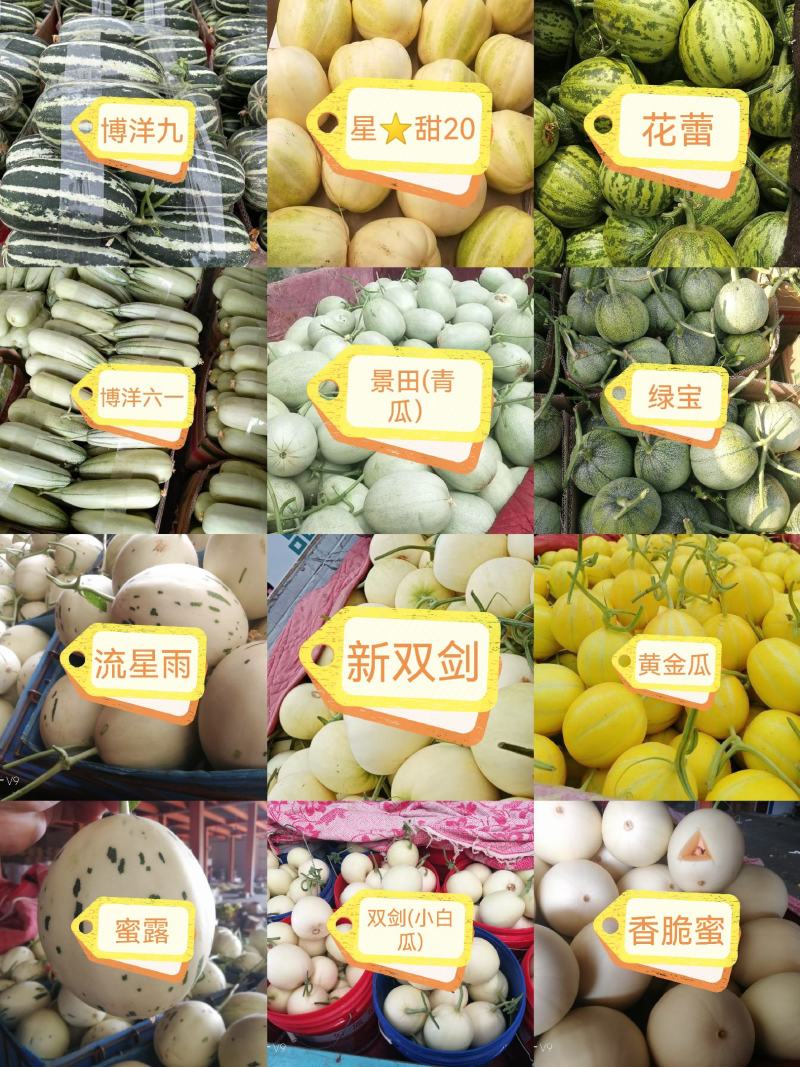 内黄香瓜