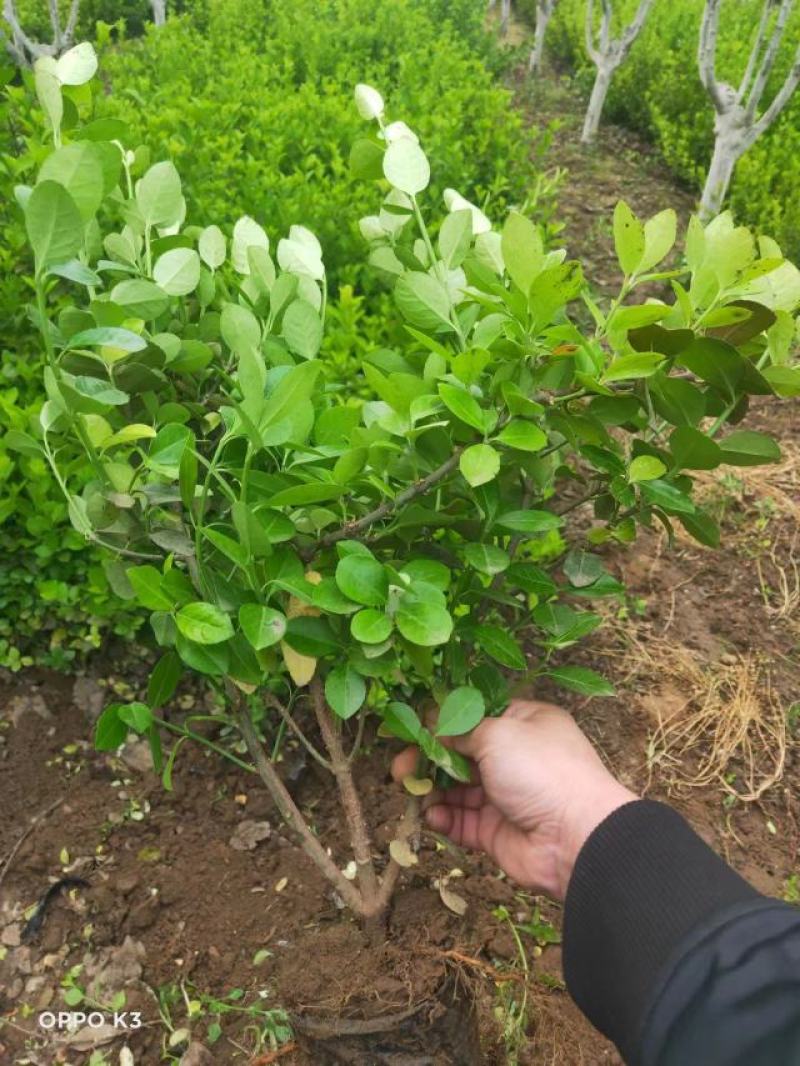卫矛杯苗小苗绿篱东北胶东卫矛万年青冬青大量灌木卫毛