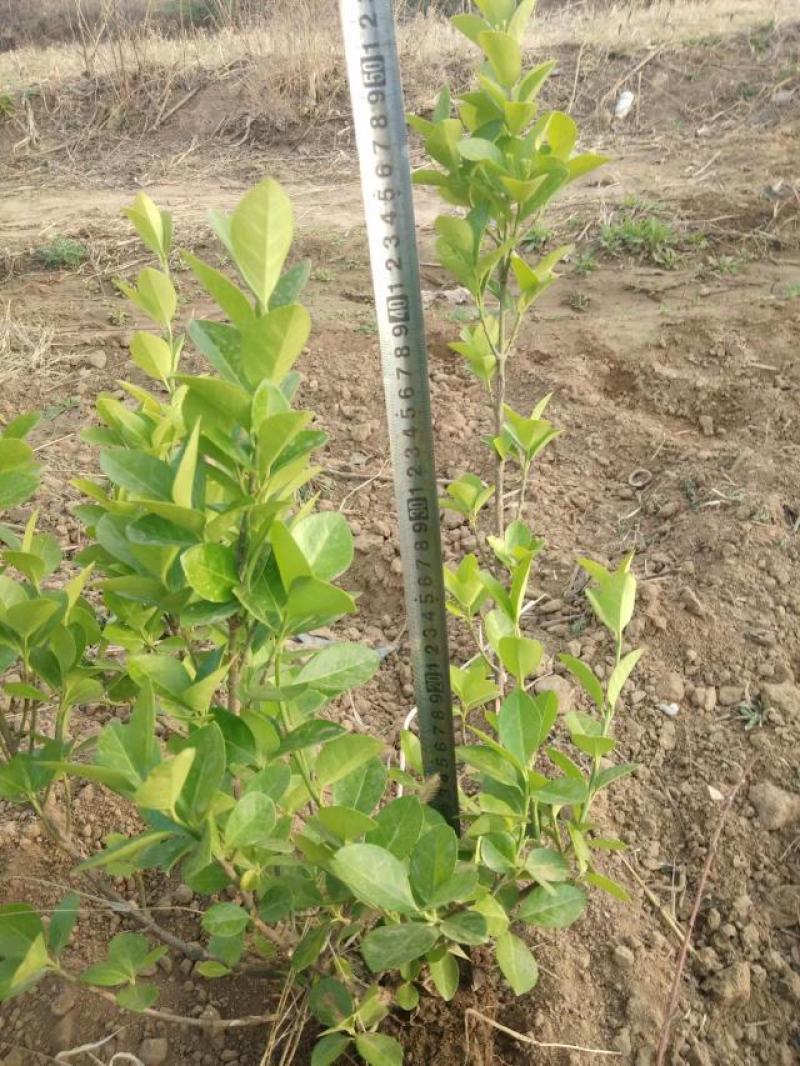 卫矛杯苗小苗绿篱东北胶东卫矛万年青冬青大量灌木卫毛