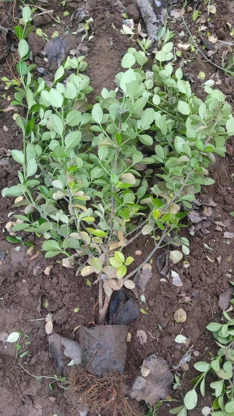 卫矛杯苗小苗绿篱东北胶东卫矛万年青冬青大量灌木卫毛