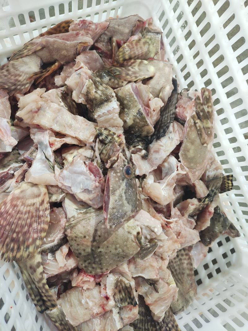 石斑鱼头块-冷冻石斑鱼头鱼骨供应-速冻石斑鱼头