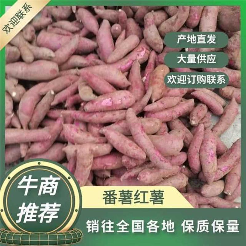 广东红薯香薯一点红红薯产地一手货源欢迎来电咨询订购