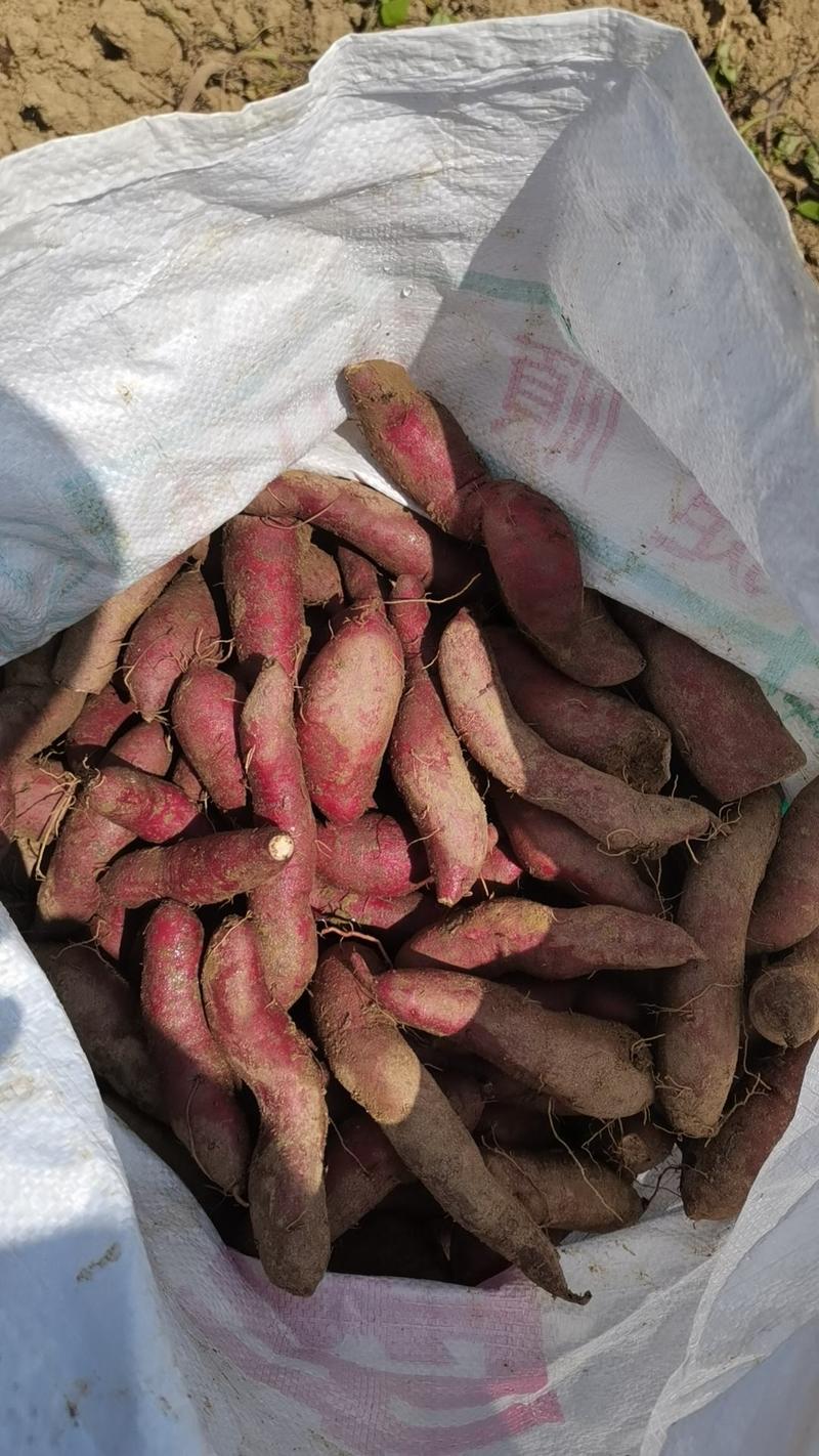 广东红薯香薯一点红红薯产地一手货源欢迎来电咨询订购