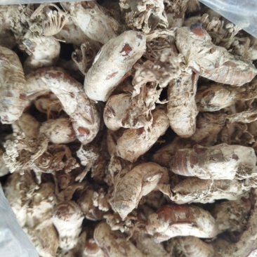 精品金蝉花，支持一件代发