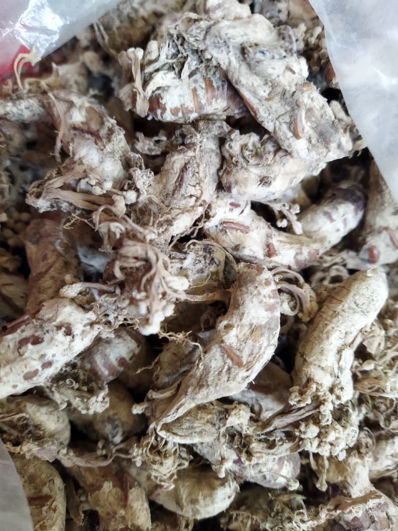 精品金蝉花，支持一件代发
