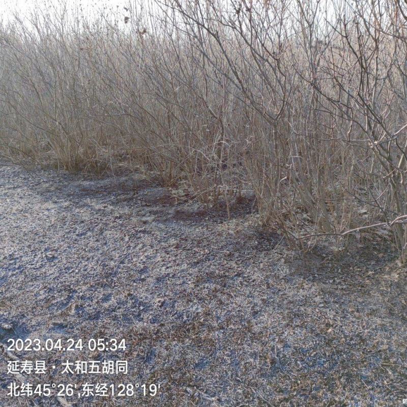 丁香大树出售