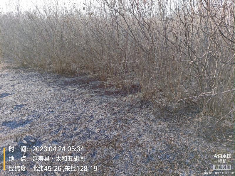 丁香大树出售
