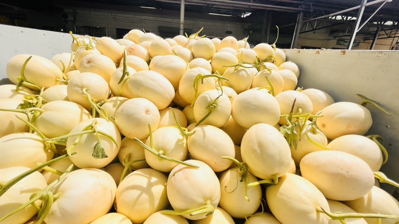 阎良甜瓜种植基地航拍图