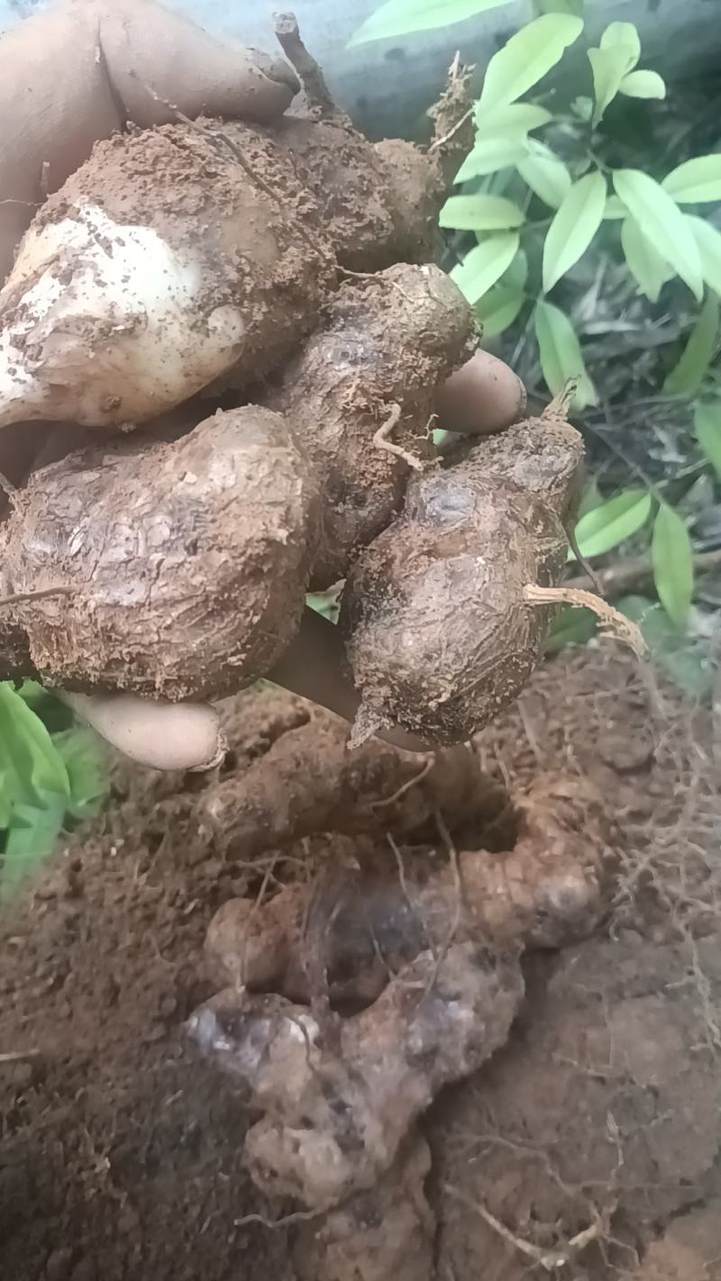 野生新鲜白肉土茯苓