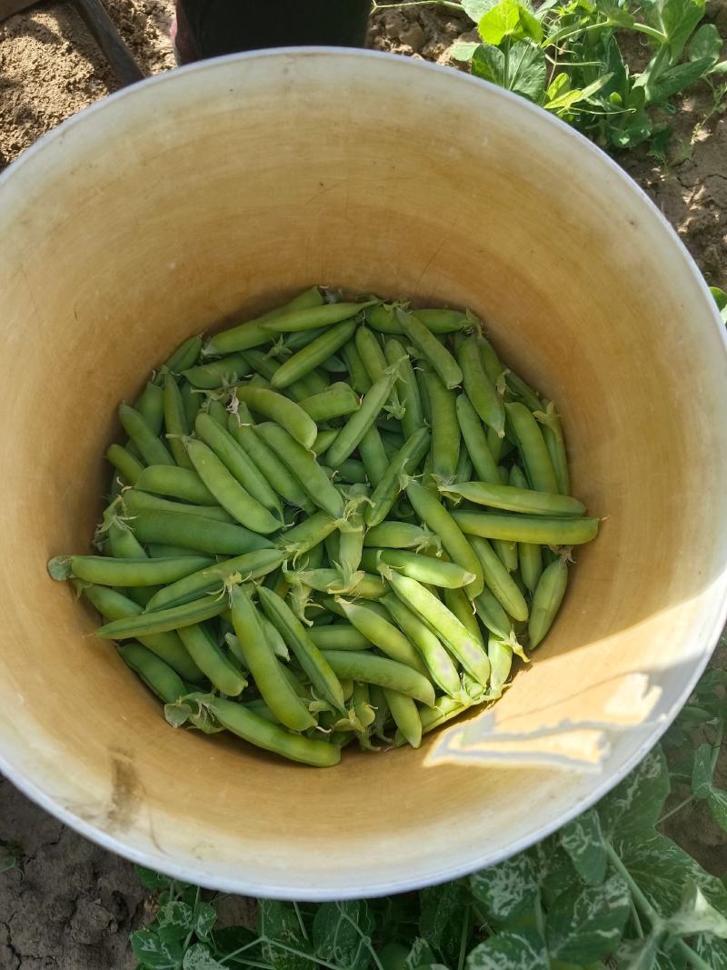 精品豌豆角，基地直发全国各地9号，双11，矮大角