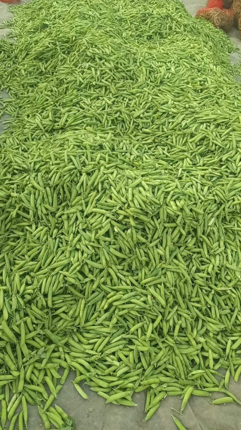 精品豌豆角，基地直发全国各地9号，双11，矮大角