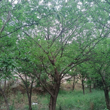李子树