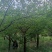 李子树
