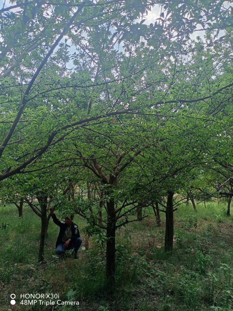 李子树