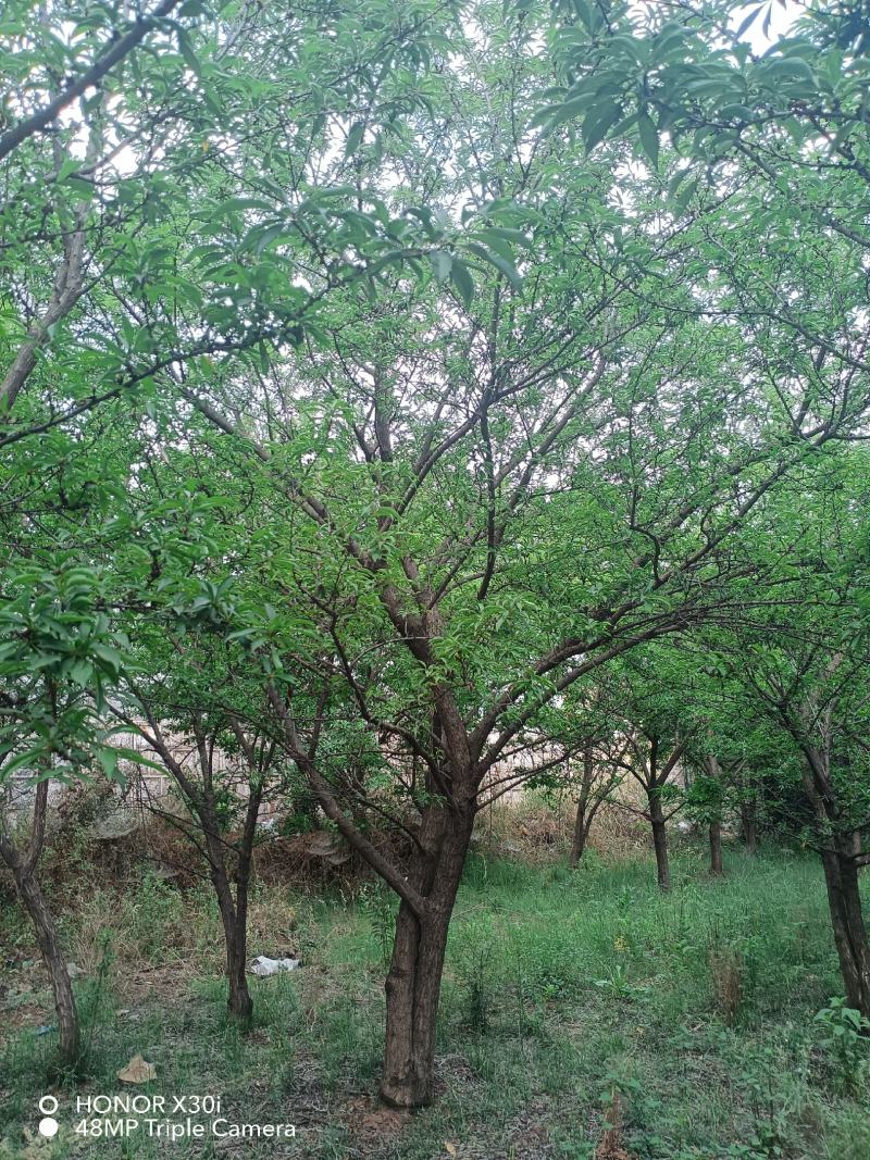 李子树