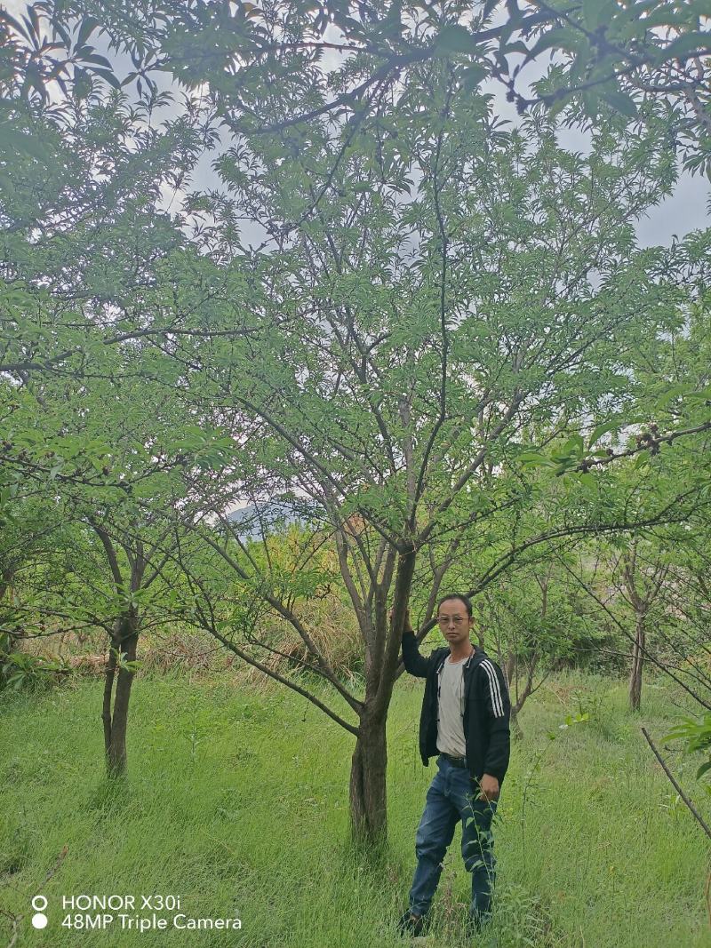 李子树