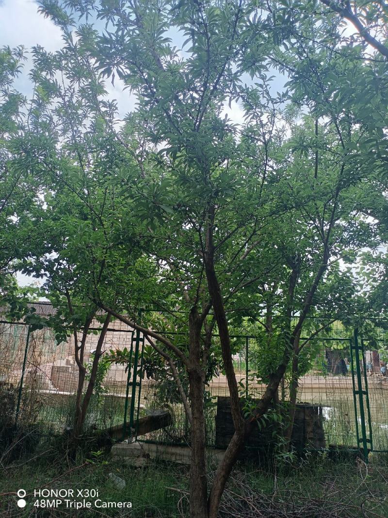 李子树