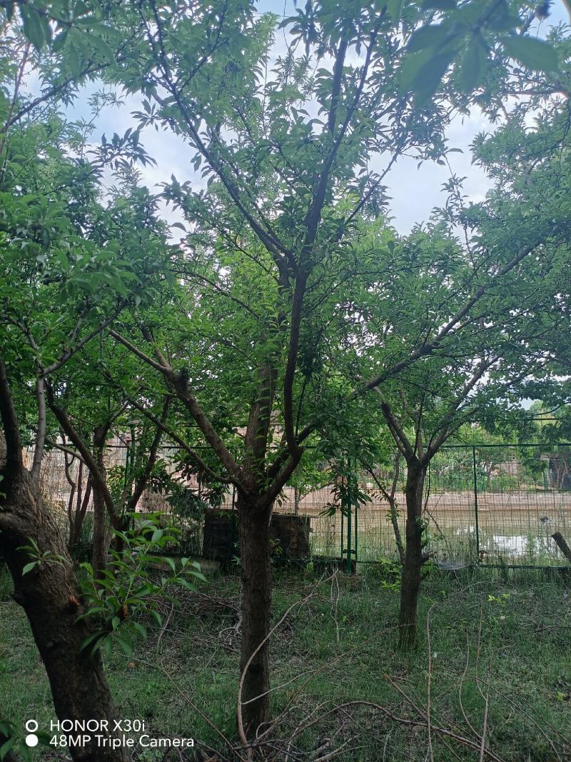 李子树