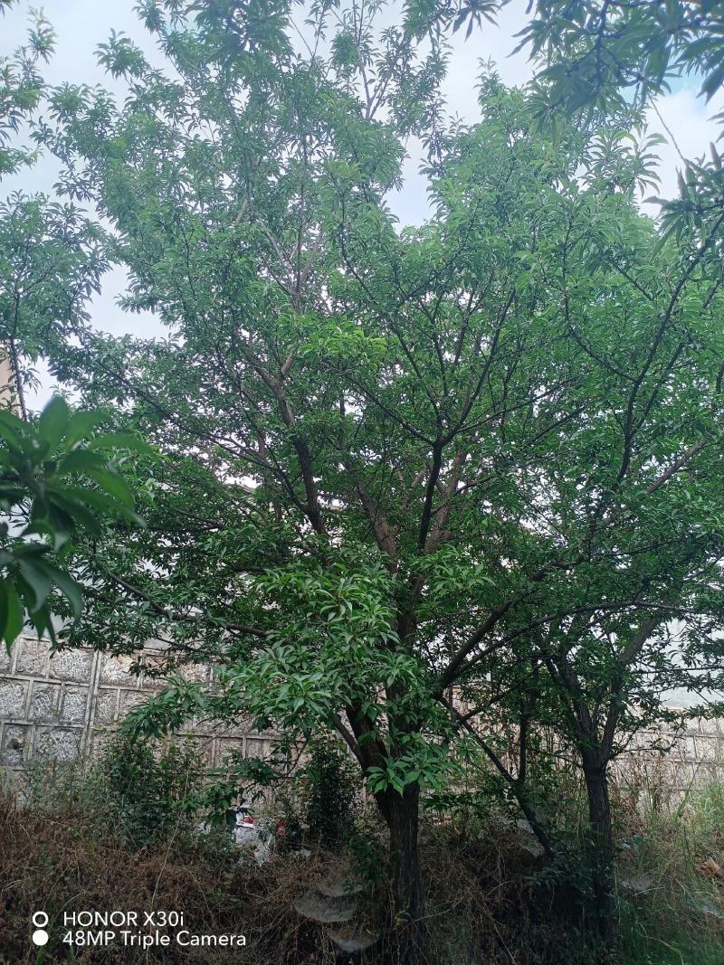李子树