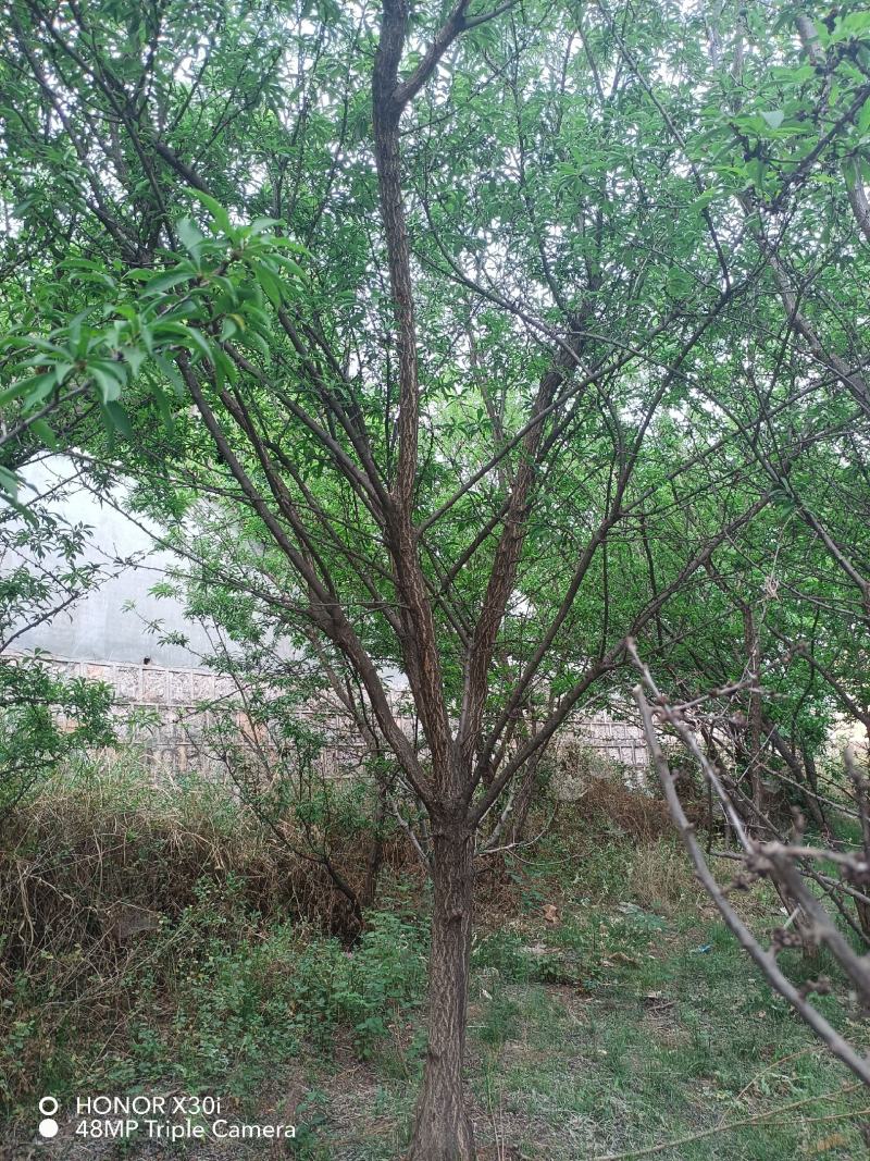 李子树