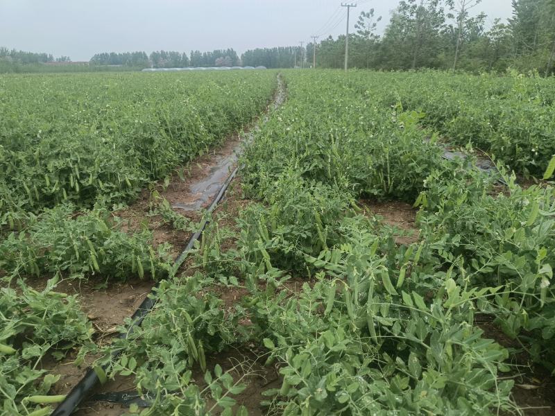 精品豌豆角，基地直发全国各地9号，双11，矮大角