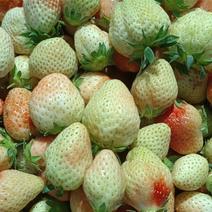 全明星草莓罐头厂专用大量上市