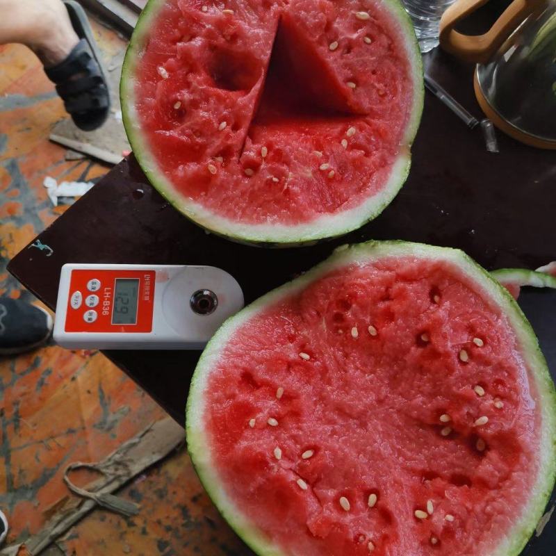 西瓜早春红玉西小糖丸一手货源头茬无籽对接电商商超欢迎联系
