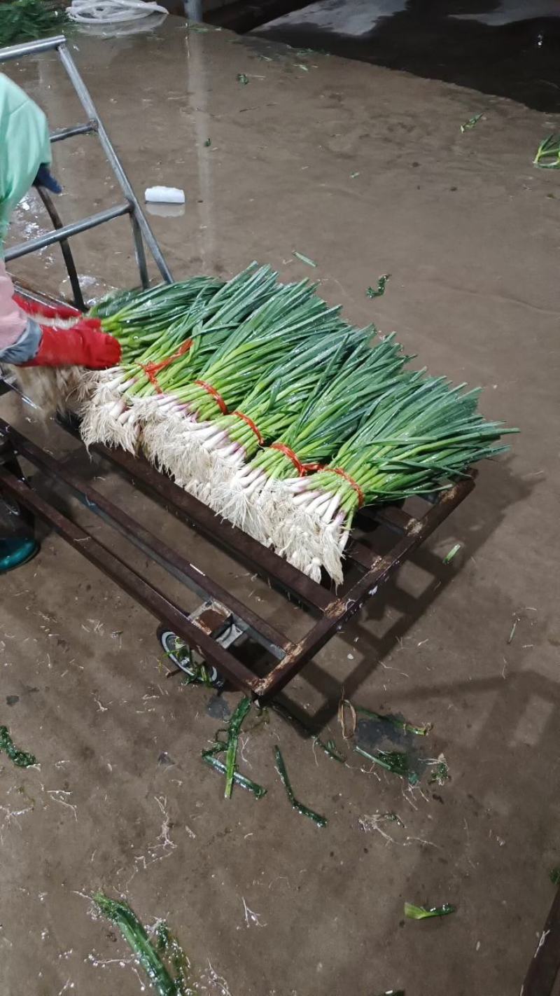 甘肃临洮露天一点红蒜苗大量上市，产地直销，货源充足