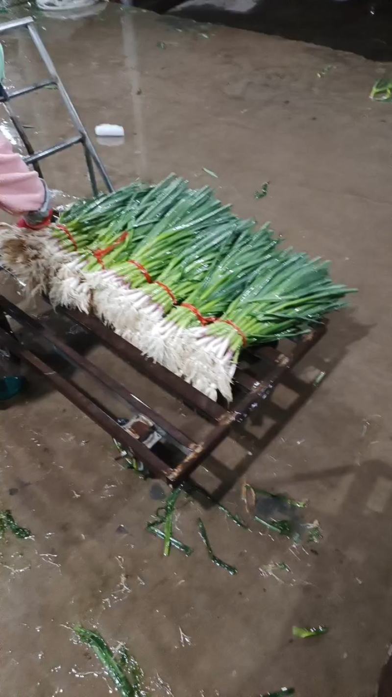 甘肃临洮露天一点红蒜苗大量上市，产地直销，货源充足