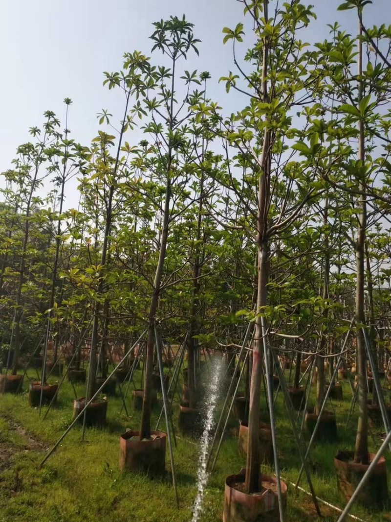 尖叶杜英，骨架，光杆，原生苗5-6-7-8-9-10公分