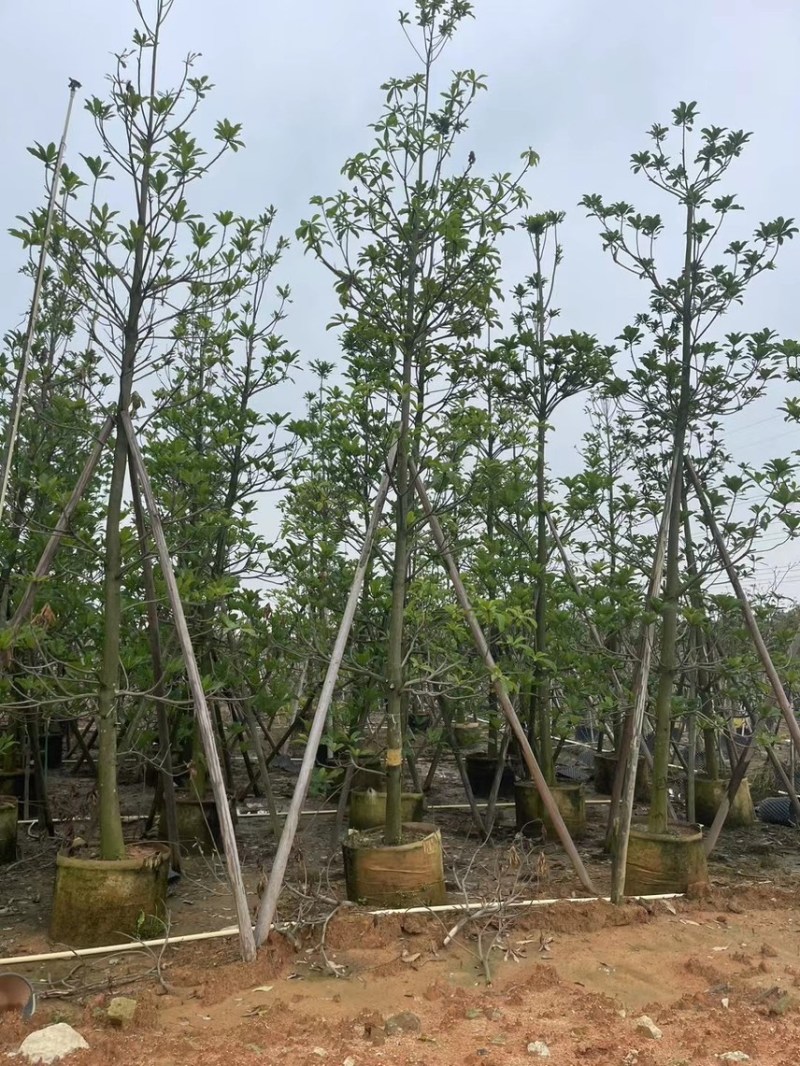 尖叶杜英，骨架，光杆，原生苗5-6-7-8-9-10公分
