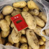 黄心土豆大量有货场地直销欢饮新老顾客前来咨询