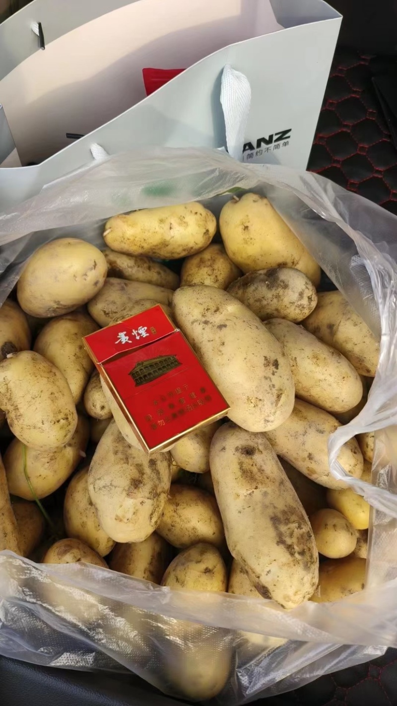 黄心土豆大量有货场地直销欢饮新老顾客前来咨询