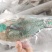 西沙青衣鱼-活杀极冻青衣鱼批发-海南生鲜供应青衣鱼