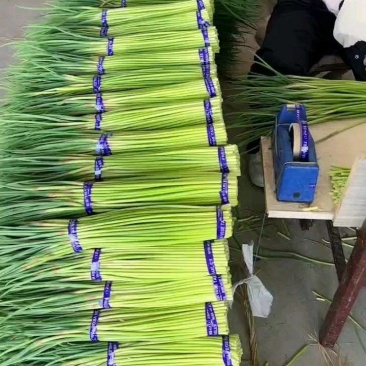 江苏大丰白帽蒜薹产地直供货源稳定欢迎合作