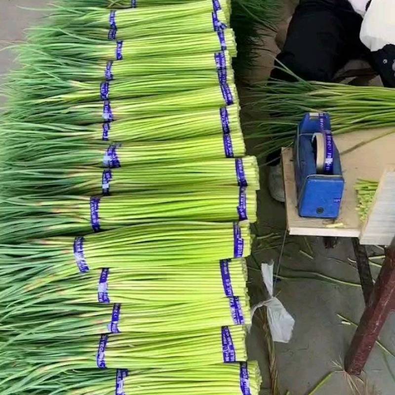 江苏大丰白帽蒜薹产地直供货源稳定欢迎合作