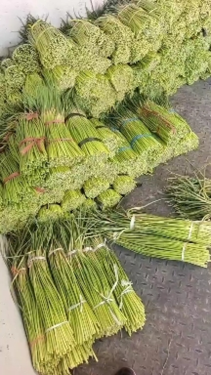 江苏大丰白帽蒜薹产地直供货源稳定欢迎合作